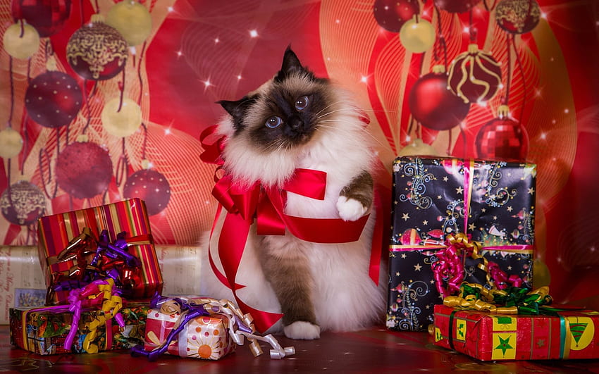 메리 크리스마스!, pisica, 샴, craciun, 크리스마스, 빨강, 고양이, 선물 HD 월페이퍼