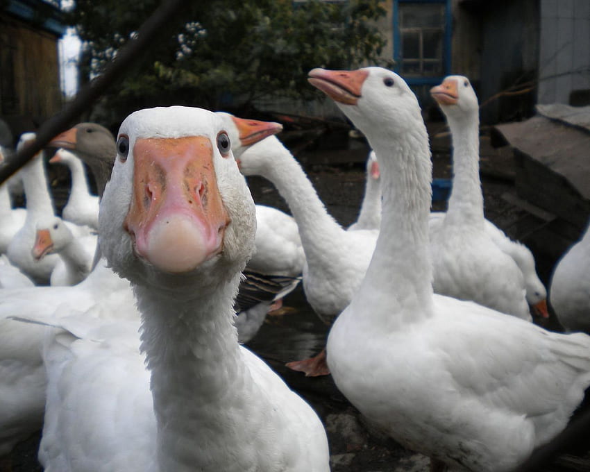 Silly Goose, Geese HD wallpaper