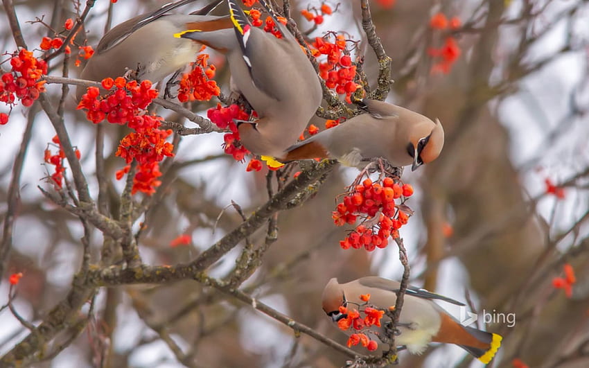 Winter delice for birds, winter, branch, bird, red, fruit, berry HD wallpaper