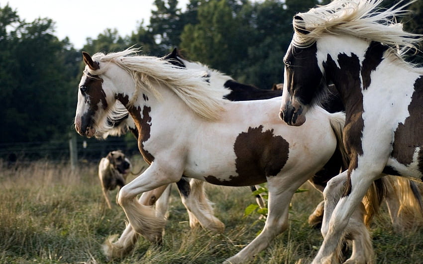 Zwierzęta, konie, cętkowane, wypryskane, piękne, stado, bieganie, bieganie Tapeta HD