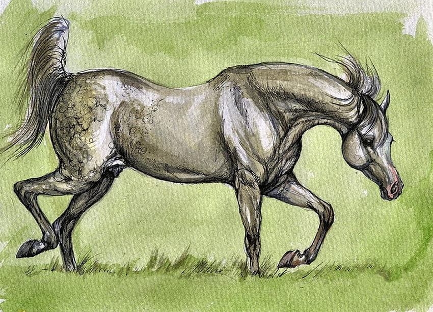 Grey Polish Arabian Horse F, อาหรับ, สัตว์, ม้า, ศิลปะ, สวย, งานศิลปะ, ไวด์สกรีน, วาด, ม้า วอลล์เปเปอร์ HD