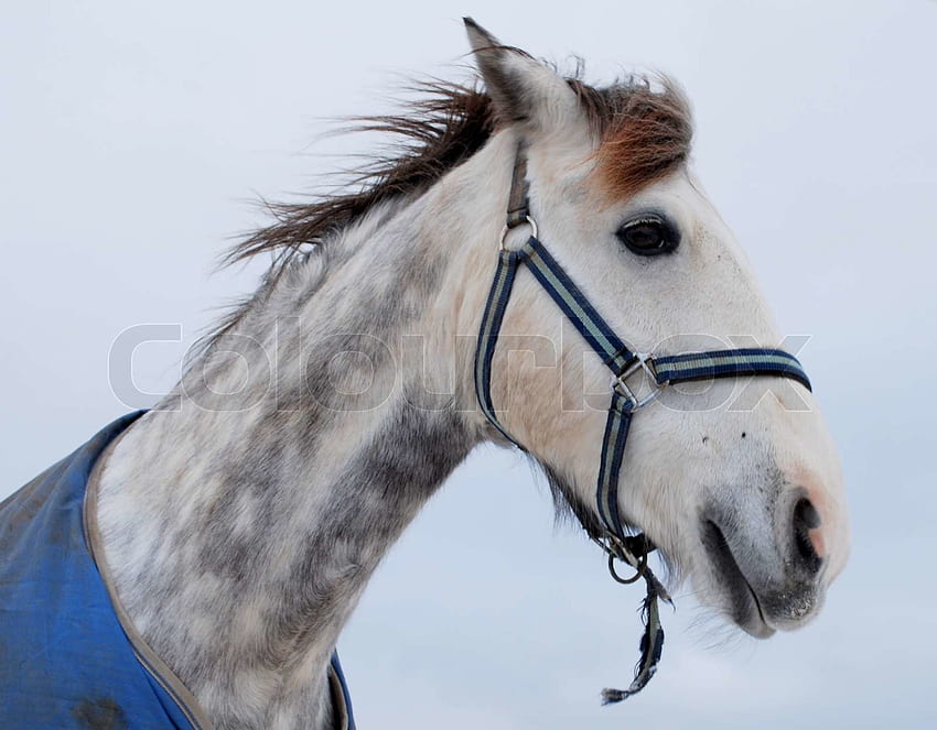 Un bellissimo cavallo grigio pezzato, cavallo grigio pezzato Sfondo HD