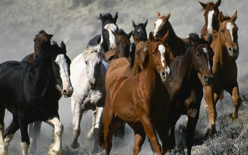Running Horse White Horses Running für [] für Ihr , Handy & Tablet. Erforschen Sie Pferd für Hintergrund. Wilde Pferde, schöne Pferde HD-Hintergrundbild