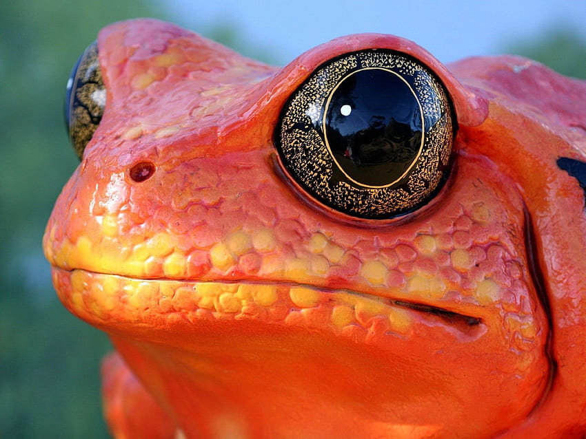 Tiere, Schnauze, Farbe, Reptil, Frosch HD-Hintergrundbild