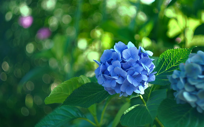 blue hydrangea, , blue flower, hydrangea background, bokeh, beautiful blue flower, hydrangeas HD wallpaper