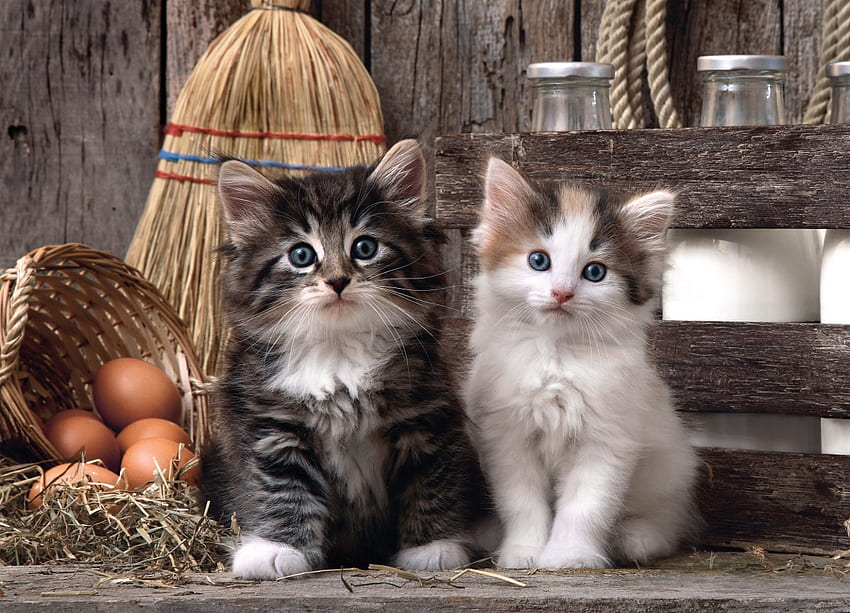 Anak kucing, pisica, hewan, anak kucing, telur, pasangan, lucu, kucing Wallpaper HD