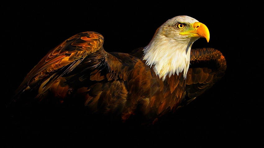 eagle for, Brown Eagle HD wallpaper