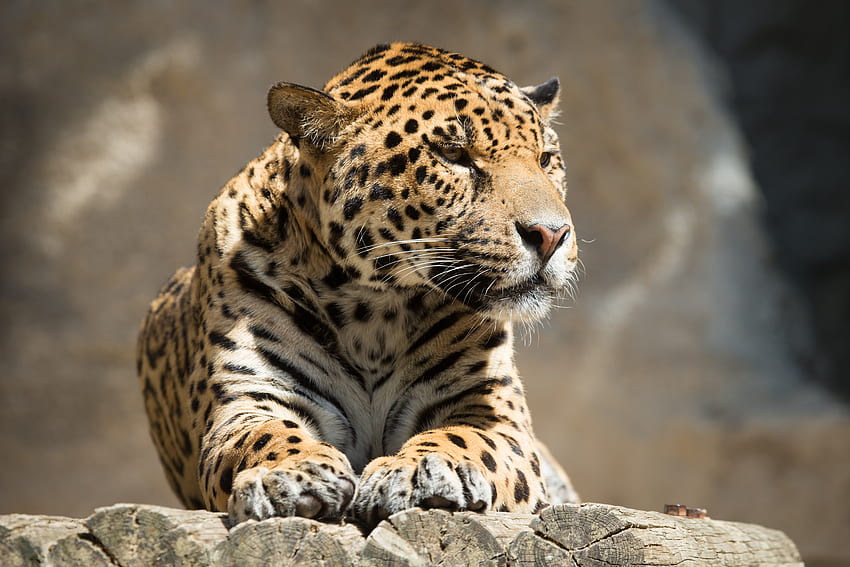 Animals, Jaguar, To Lie Down, Lie, Predator, Big Cat, Beast HD wallpaper