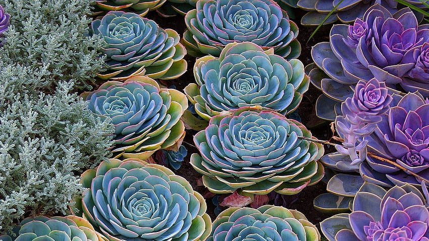 Succulent, Succulent Garden HD wallpaper