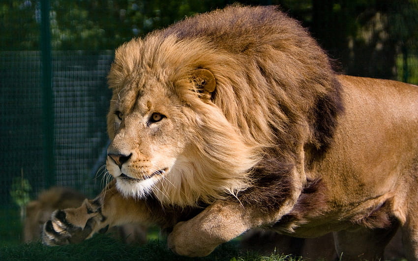 Animals, Lion, Predator, Mane, King Of Beasts, King Of The Beasts HD wallpaper