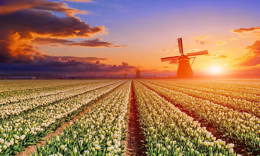 Molino de viento al atardecer, molino de viento, campo, hermoso, flores, Holanda, tulipanes, puesta de sol fondo de pantalla