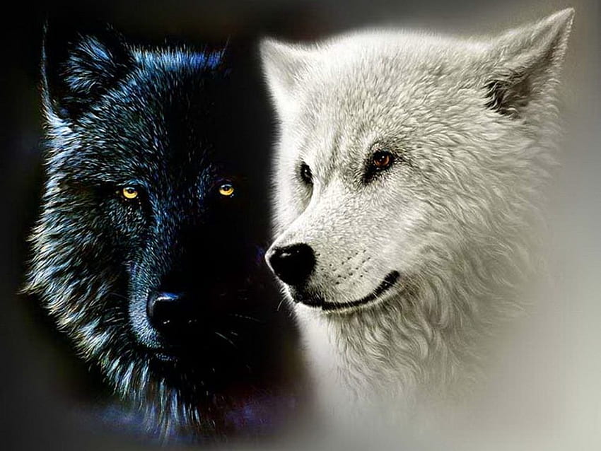 黒と白のオオカミ - バット、かわいい描かれたオオカミの黒と白のオオカミの背景 高画質の壁紙