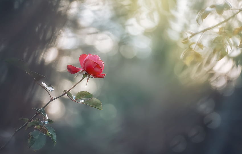 Bokeh, Kwiat, Różowy dla , sekcja цветы Tapeta HD
