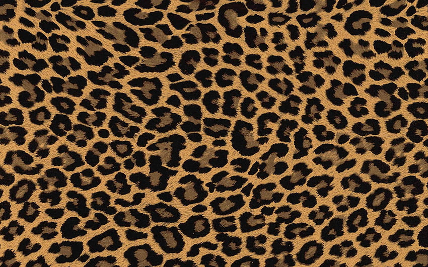 Leopardenmuster Hohe Qualität, Leopardenmuster HD-Hintergrundbild