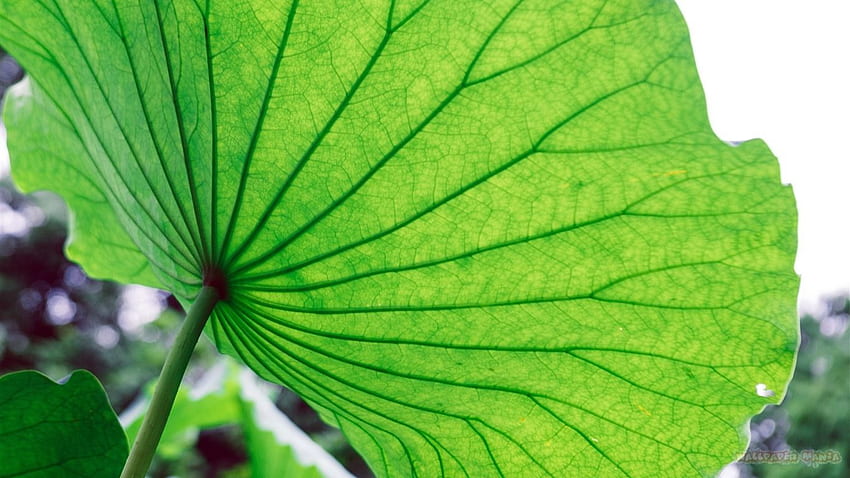 Fresh Green Lotus Leaf Meridians Close Up 1366×768 HD wallpaper