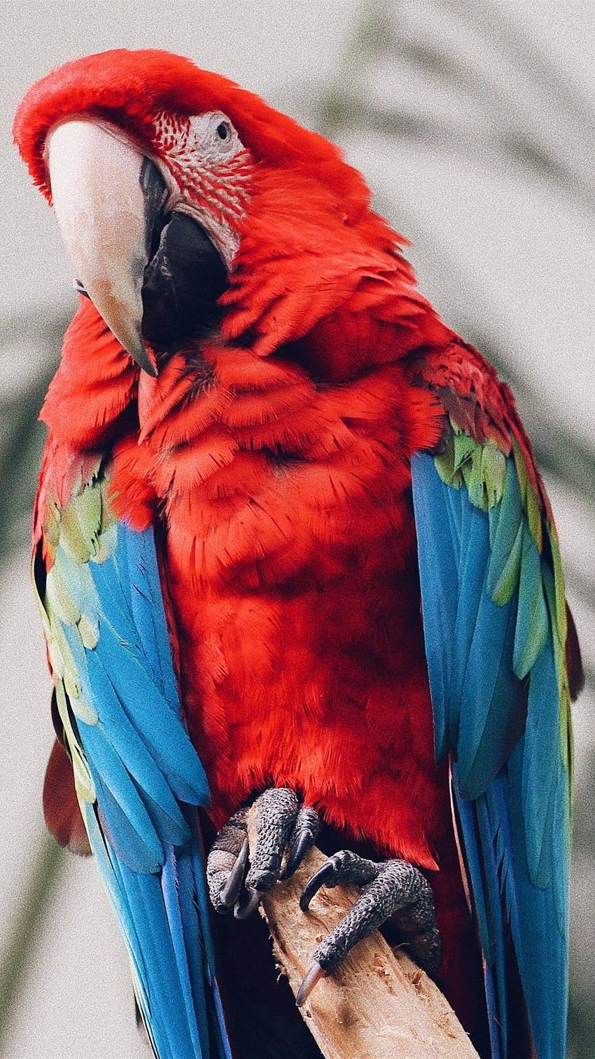 Parrot, Macaw, Bird, Tropical Iphone 8 7 HD phone wallpaper | Pxfuel