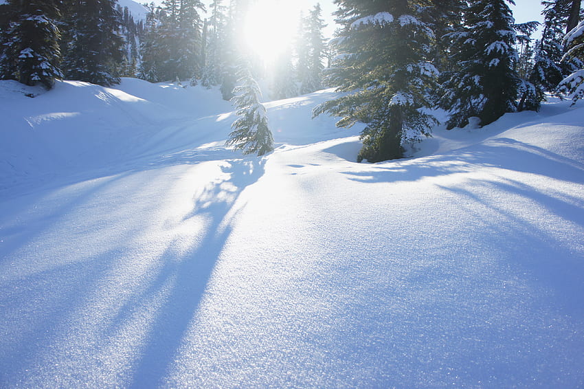 Зима, природа, дървета, сняг, преспи, слънчева светлина HD тапет
