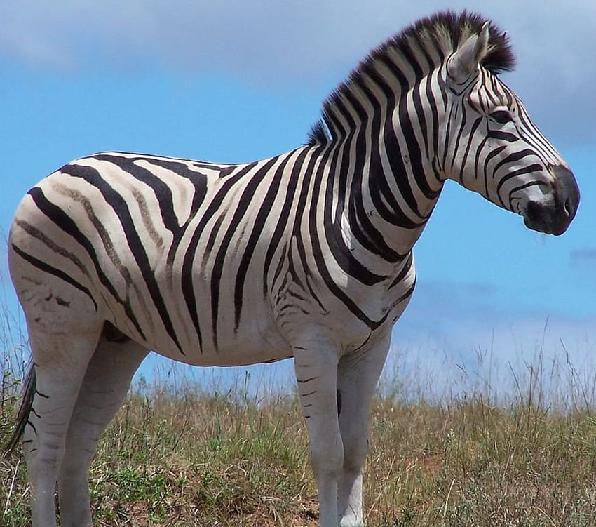 Zebra, dzikie, zwierzęta, zebry Tapeta HD