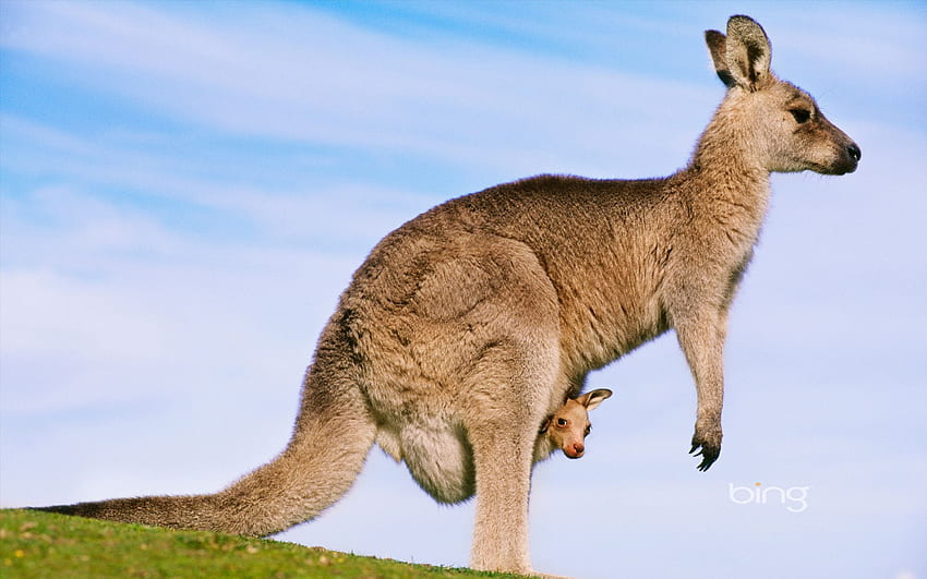 Madre canguro con bambino. Animali dell'Australia, Canguro, Animali divertenti Sfondo HD