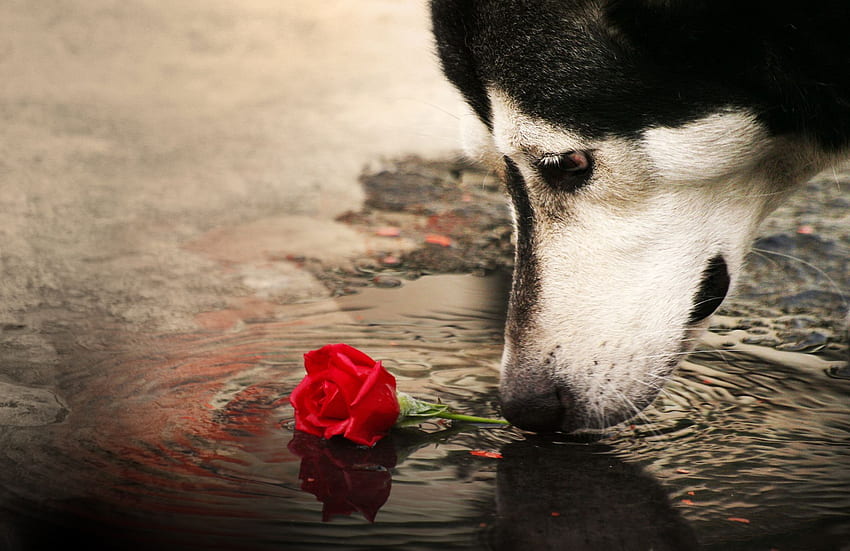 Кучето и розата, куче, животно, роза, цвете HD тапет