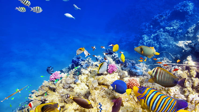 수중 세계, 산호, 브라이트, 암초, 물고기, 열대어, 바다 • For You For & Mobile, 산호초 컴퓨터 HD 월페이퍼