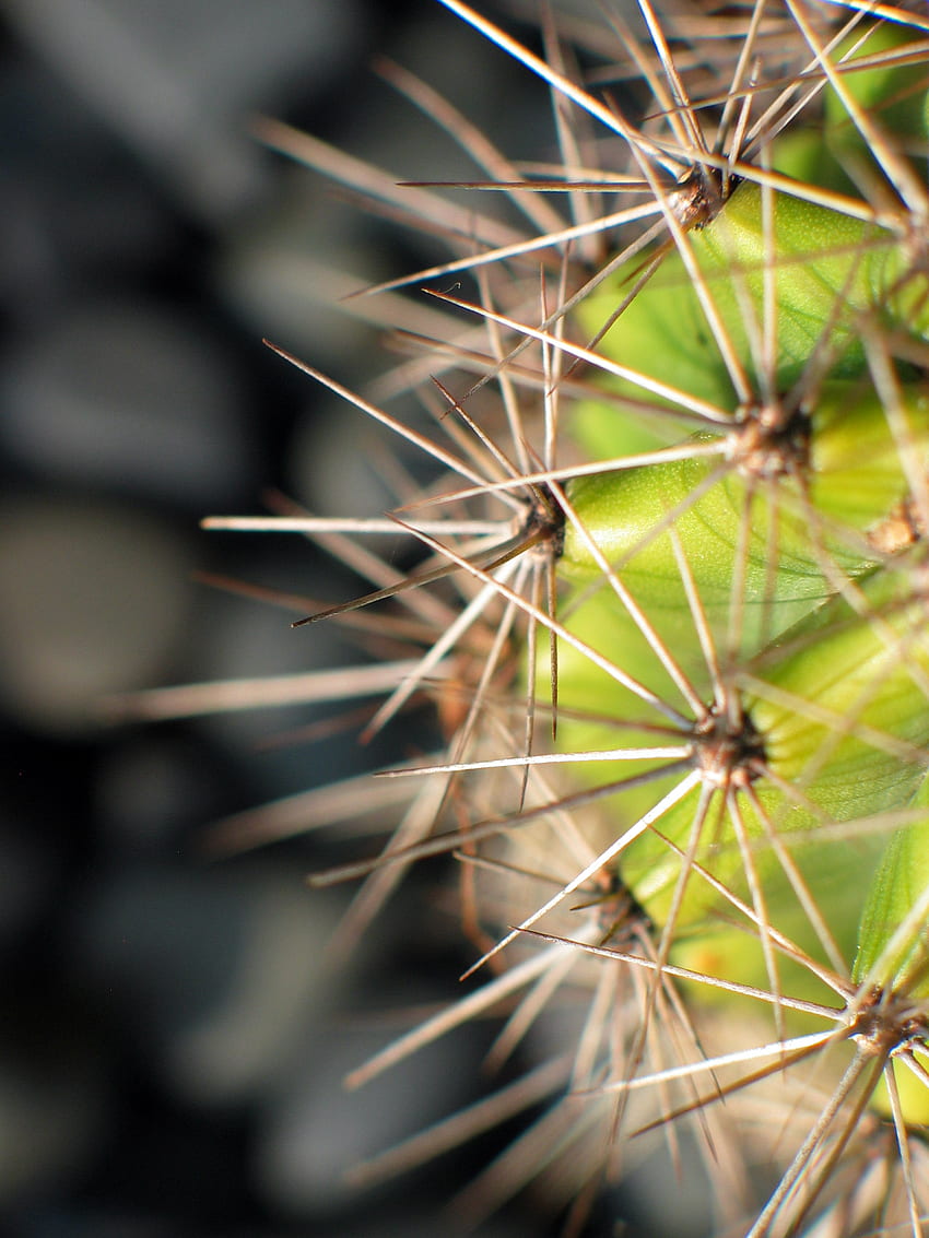 Needle, Plant, Macro, Cactus HD phone wallpaper | Pxfuel