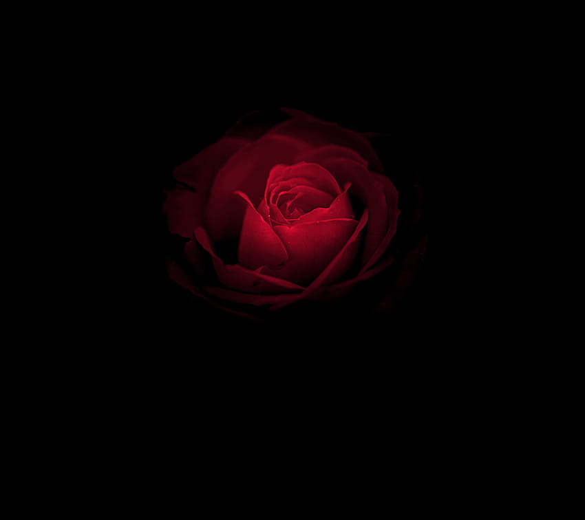 black and red rose background design