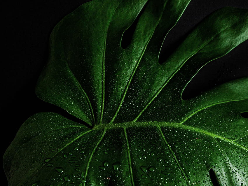 monstera deliciosa, close up, leaf, , , background, da00f7, Monstera Plant HD wallpaper
