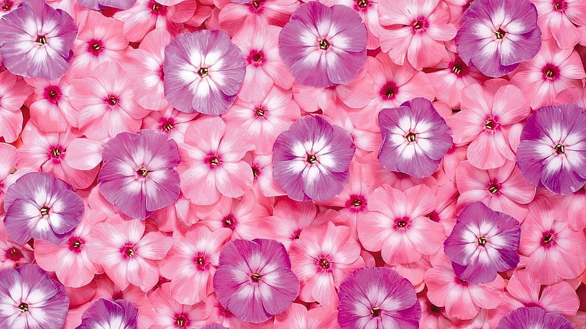 Latar Belakang Bunga Merah Muda, Estetika Bunga Merah Muda Wallpaper HD