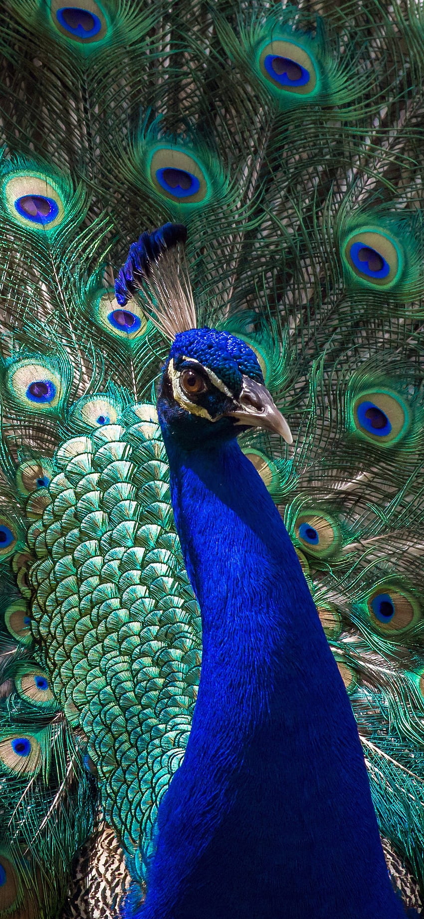 Peacock Open Tail, Beautiful Feathers, Bird IPhone 11 Pro XS Max , Background HD phone wallpaper