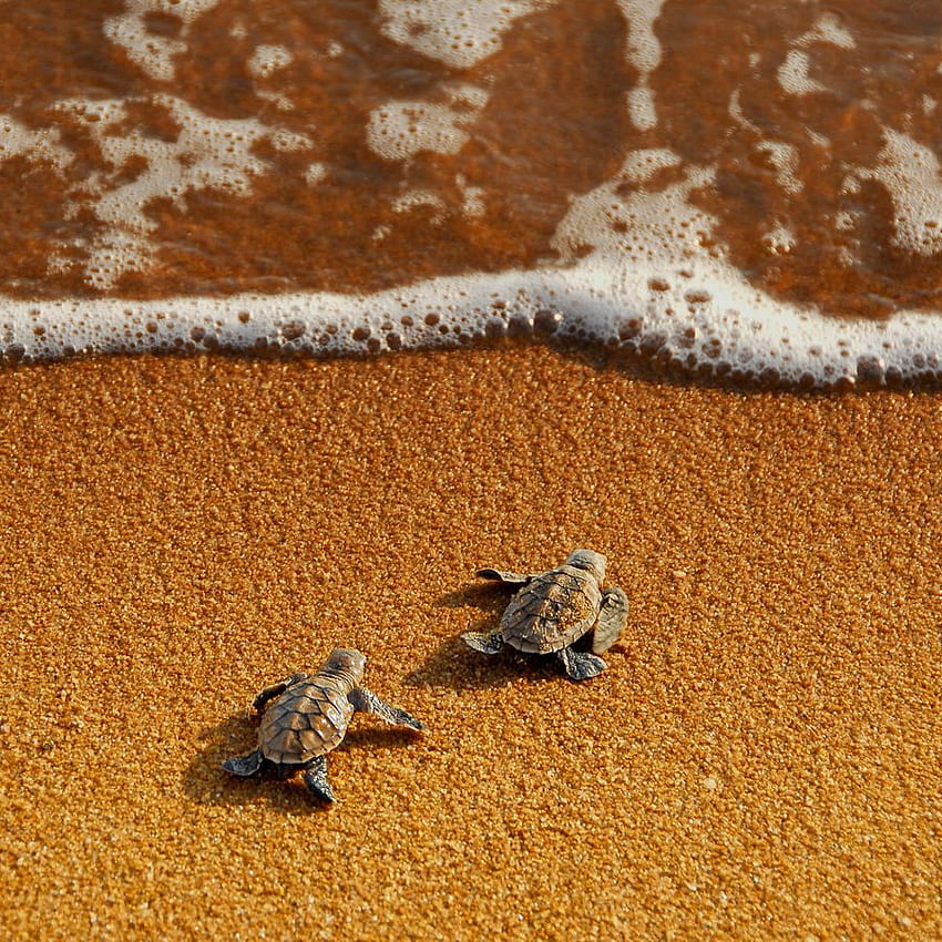 Turtle, Beach, And Sea - Cute Baby Turtle Background - , Beach Turtle HD phone wallpaper