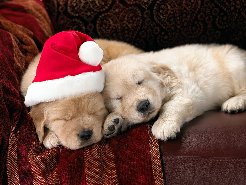 Animals, Holidays, Dogs, New Year, Christmas, Xmas HD wallpaper