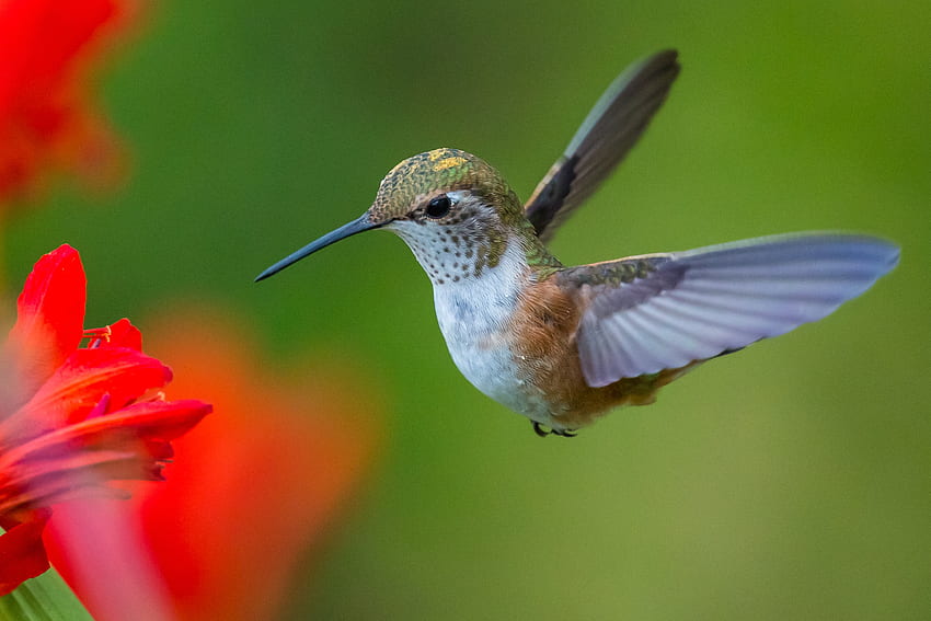 HUMMINGBIRD, FLOWERS, COLORS, FEATHER, WINGS HD wallpaper