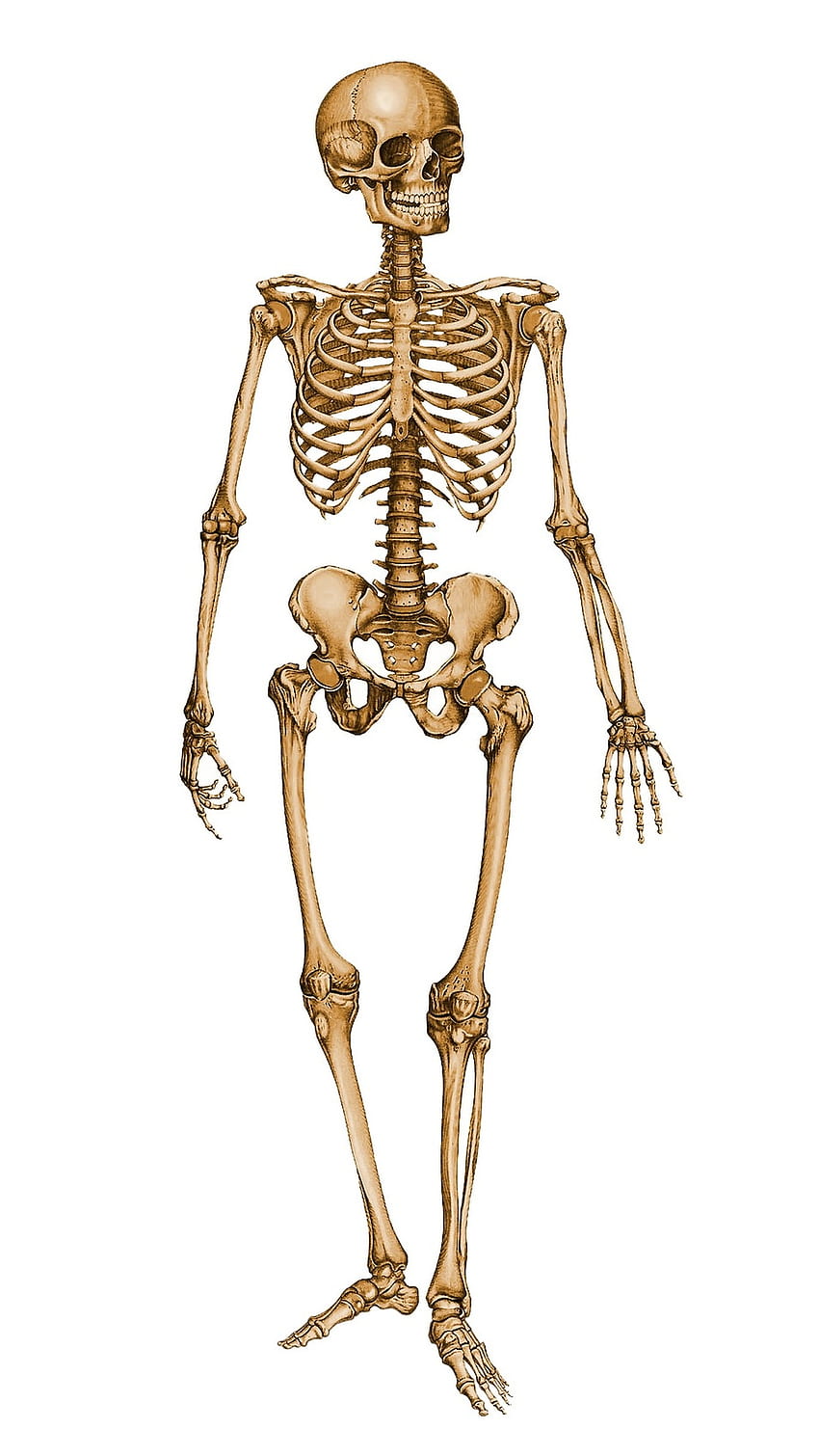 Скелет, Човешко тяло, Скелет на човешкото тяло HD тапет за телефон