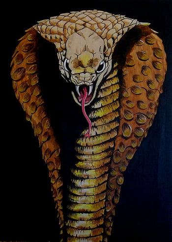 King Cobra Wallpapers on WallpaperDog