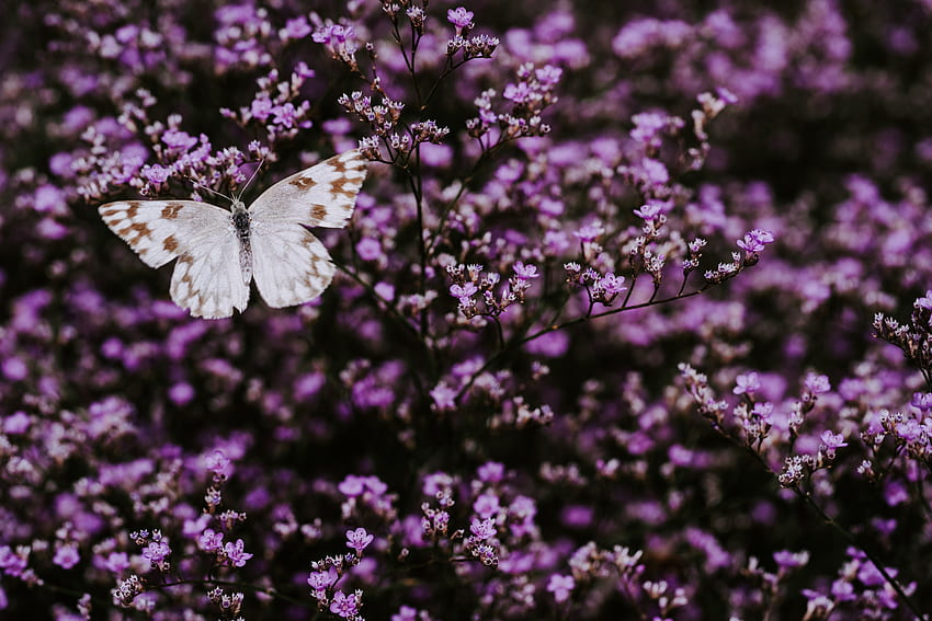 Flowers, Lilac, Macro, Insect, Butterfly, Wings HD wallpaper