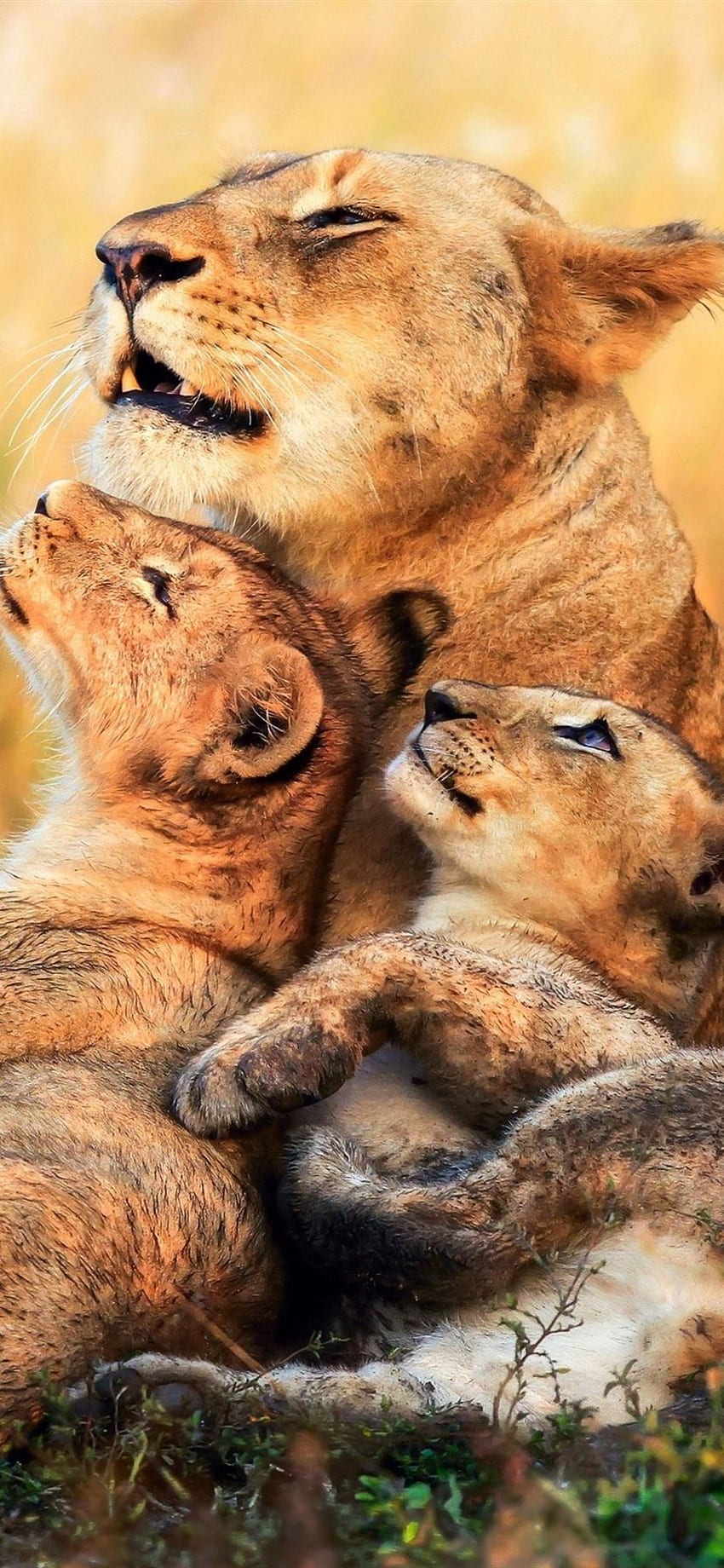 Lions, Lioness, Cubs, Africa IPhone 8 7 6 6S Plus , Background HD phone  wallpaper | Pxfuel