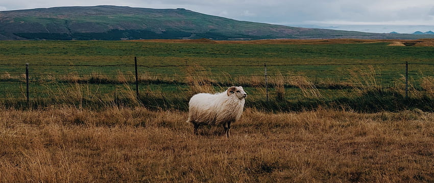 sheep, grass, pasture dual wide HD wallpaper