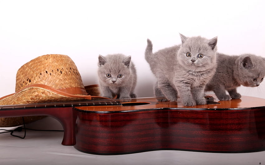 Kittens, kitten, grey, guitar, cute, cat, pisica, instrument, brown, hat HD wallpaper