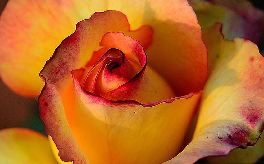 Роза, портокал, цвете, червено HD тапет