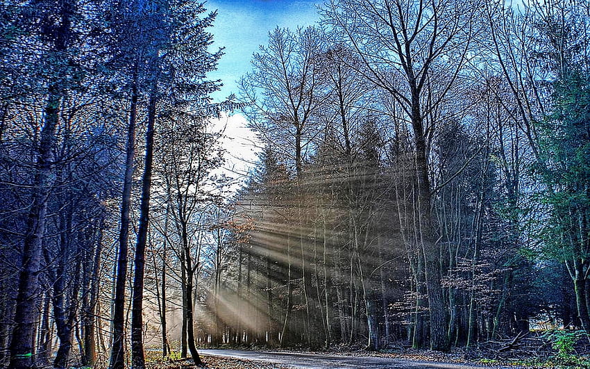 FOREST SUNLIGHT, blue, pathway, silver rods, sunlight, sunrays, trees, sunbeams, forest HD wallpaper