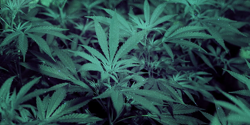 Alaska Marijuana Initiative Qualifies For Ballot, Supreme Weed HD wallpaper