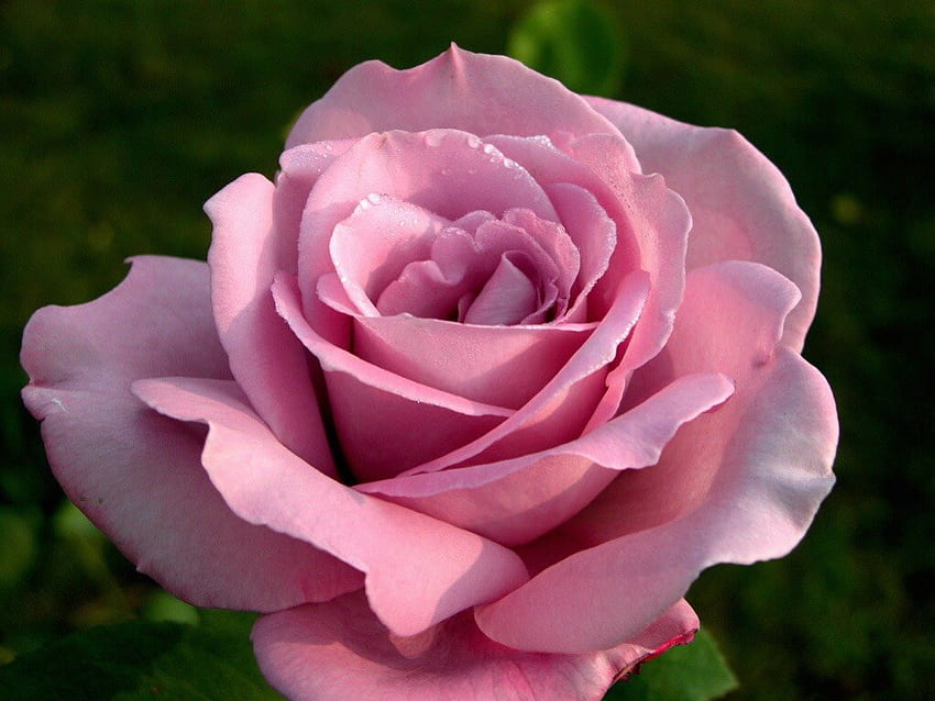 壮大なピンクのバラ、柔らかさ、ピンク、美しさ、バラ 高画質の壁紙
