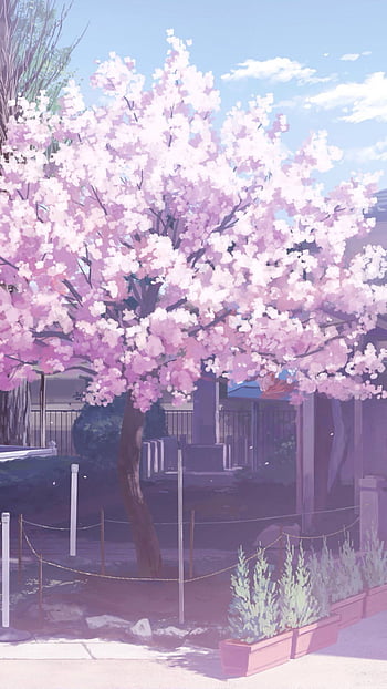 Download A Street With Pink Blossom Trees And A House | Wallpapers.com
