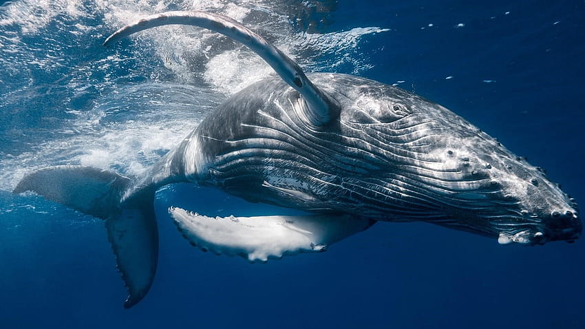 Humpback Whale - Blue Whale - HD wallpaper