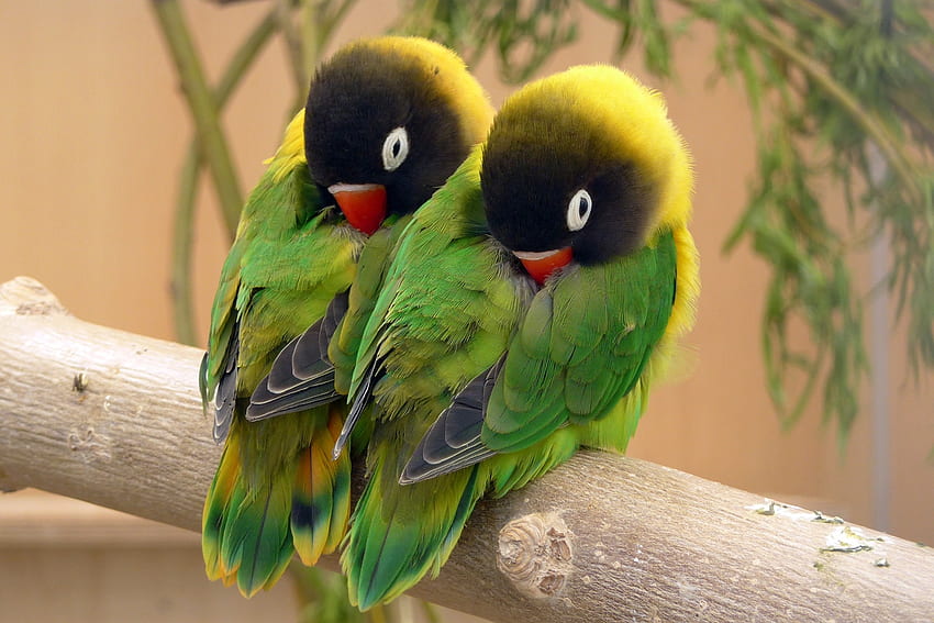 Lovebirds, valentine, lovebird, bird, green, couple, pasare, parrot, papagal Wallpaper HD