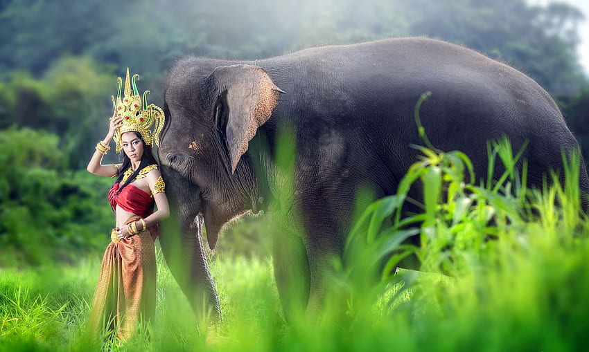 Asia, Gajah Thailand Wallpaper HD