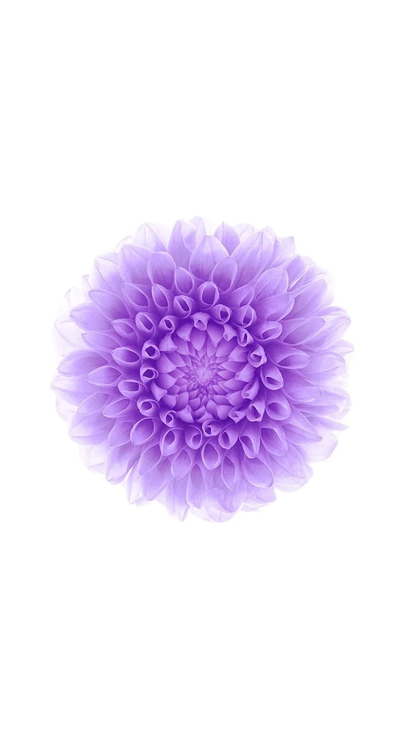 Purple Flower For iPhone, Simple Purple Flower HD phone wallpaper