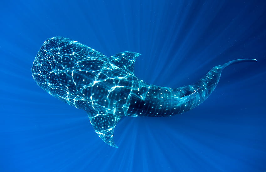 고래 상어 HD 월페이퍼