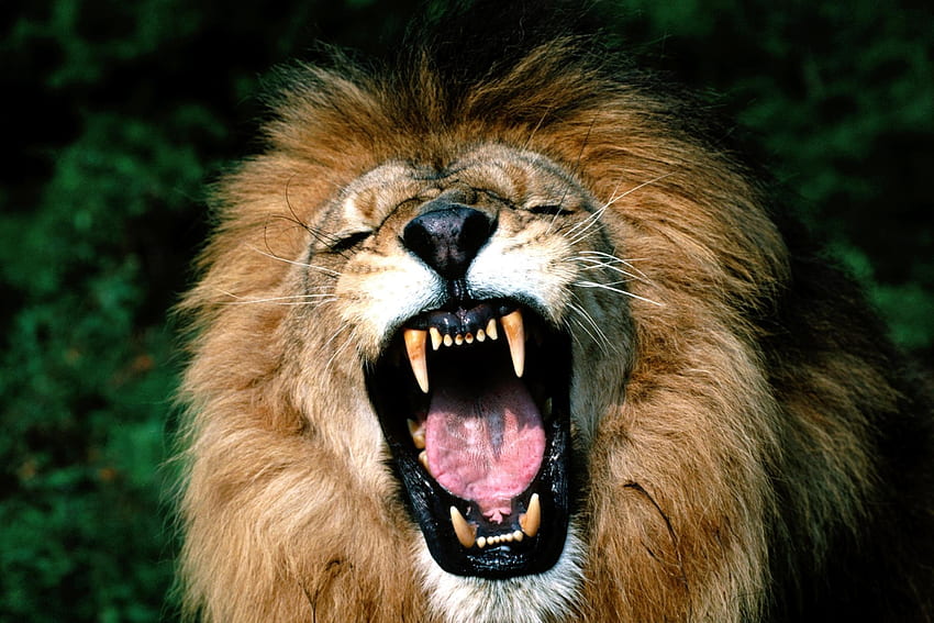 สัตว์ ความก้าวร้าว ยิ้ม ปากกระบอกปืน สิงโต แผงคอ ความโกรธ วอลล์เปเปอร์ HD